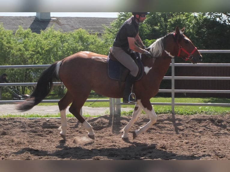 Pintos Gelding 3 years 15,1 hh Pinto in Buttstädt