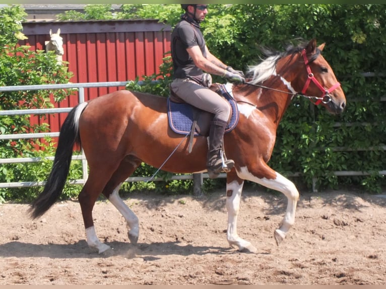 Pintos Gelding 3 years 15,1 hh Pinto in Buttstädt