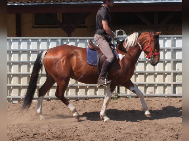Pintos Gelding 3 years 15,1 hh Pinto in Buttstädt