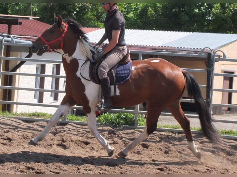 Pintos Gelding 3 years 15,1 hh Pinto in Buttstädt