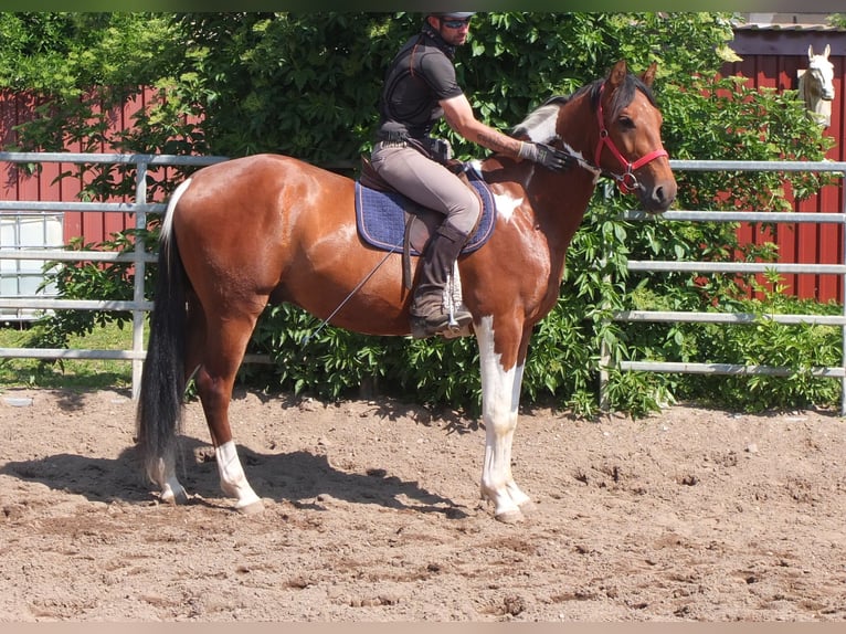 Pintos Gelding 3 years 15,1 hh Pinto in Buttstädt