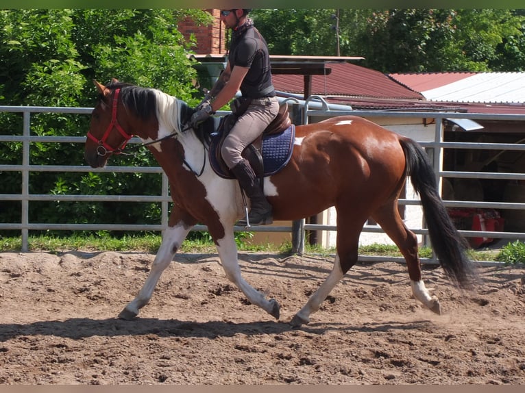Pintos Gelding 3 years 15,1 hh Pinto in Buttstädt