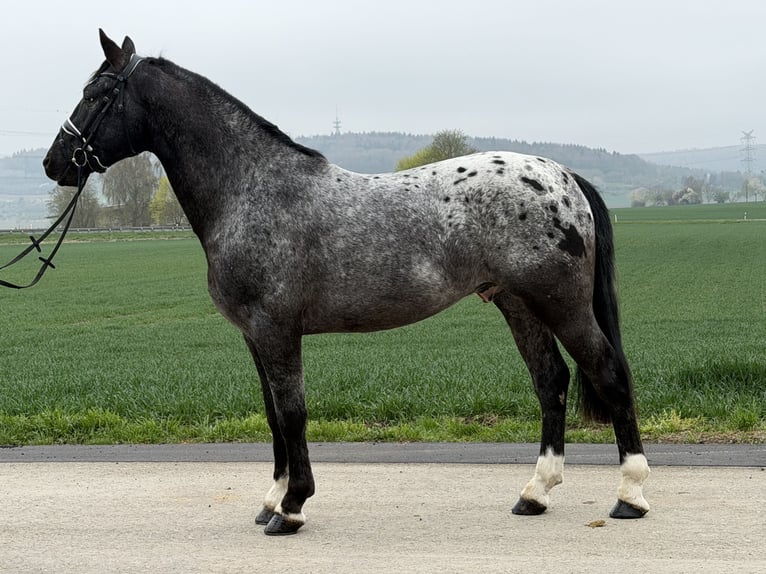 Pintos Mix Gelding 3 years 15,2 hh Leopard-Piebald in Riedlingen