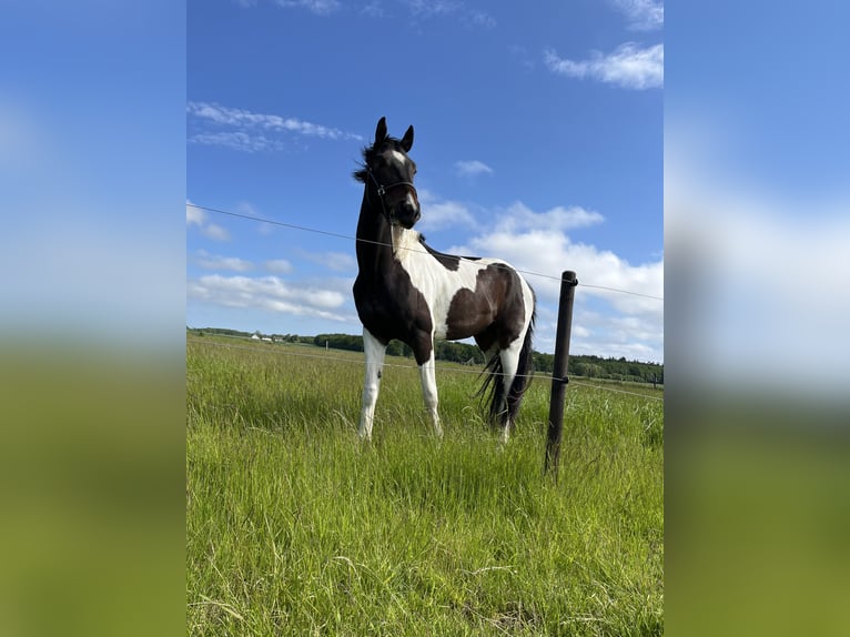 Pintos Gelding 3 years 16,2 hh Brown in Nysted