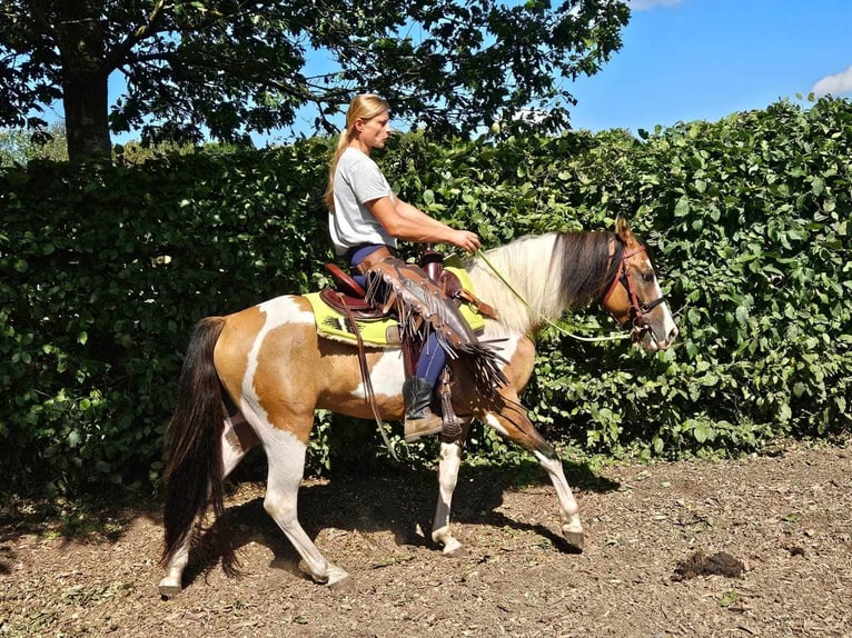 Pintos Gelding 4 years 14,1 hh Pinto in Linkenbach