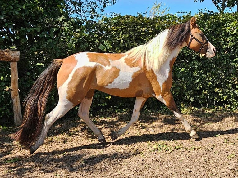 Pintos Gelding 4 years 14,1 hh Pinto in Linkenbach