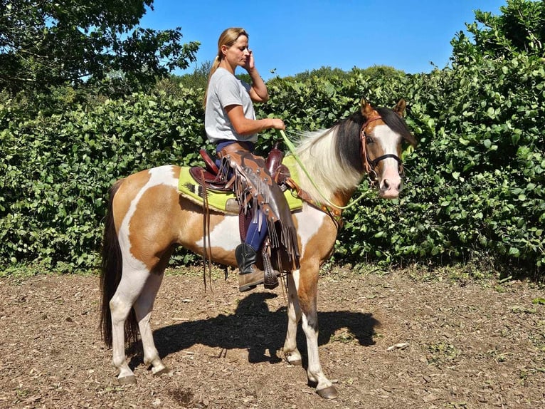 Pintos Gelding 4 years 14,1 hh Pinto in Linkenbach