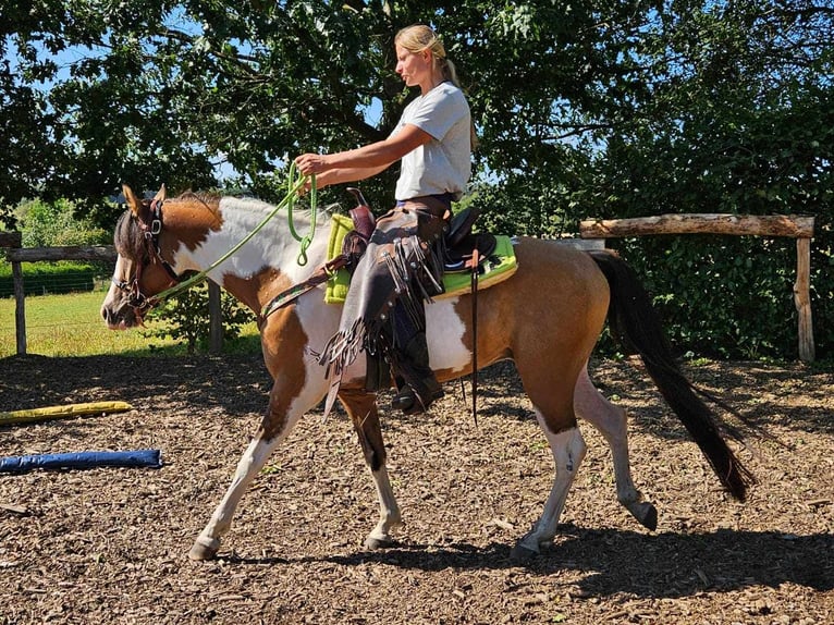 Pintos Gelding 4 years 14,1 hh Pinto in Linkenbach