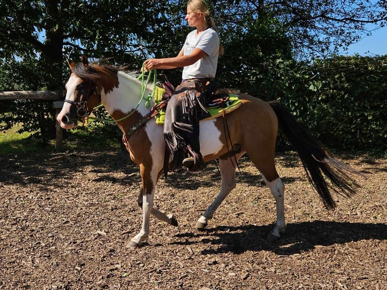 Pintos Gelding 4 years 14,1 hh Pinto in Linkenbach