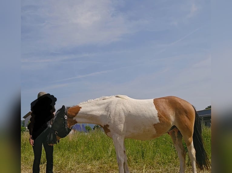 Pintos Mix Gelding 4 years 14.2 hh Pinto in Ballrechten-Dottingen