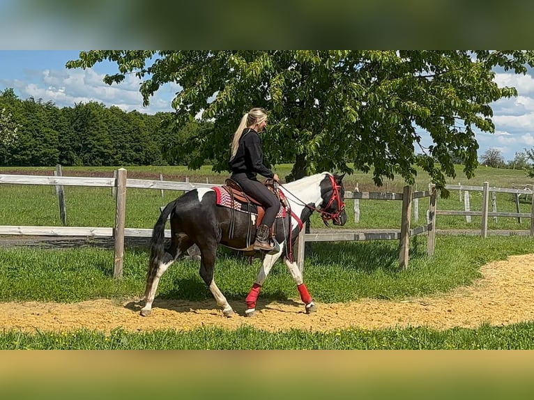Pintos Gelding 4 years 14.3 hh Pinto in Linkenbach