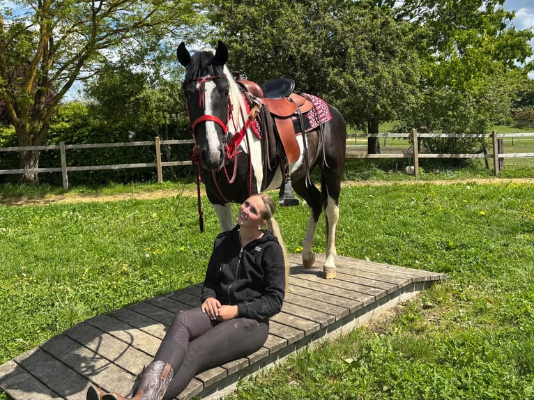 Pintos Gelding 4 years 14.3 hh Pinto in Linkenbach
