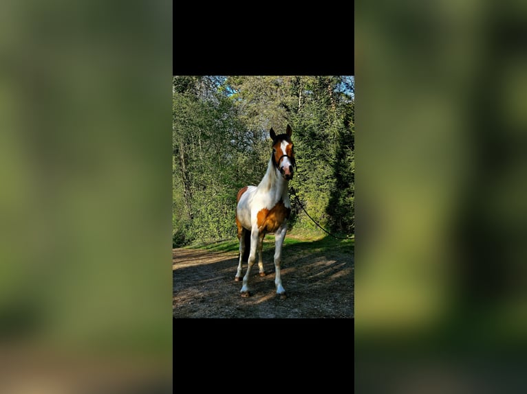 Pintos Mix Gelding 4 years 14,2 hh Pinto in Ballrechten-Dottingen