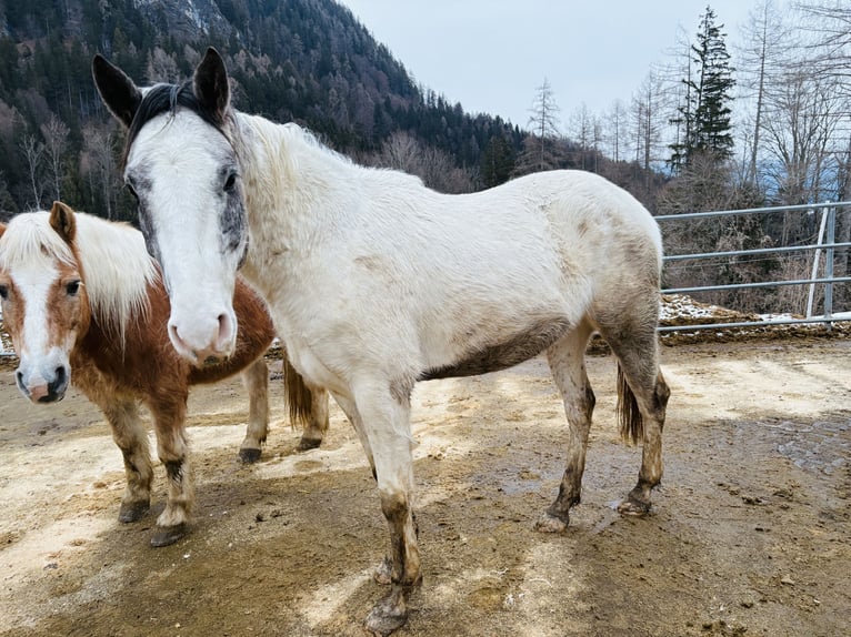 Pintos Mix Gelding 4 years 15.1 hh Pinto in Vorderstoder