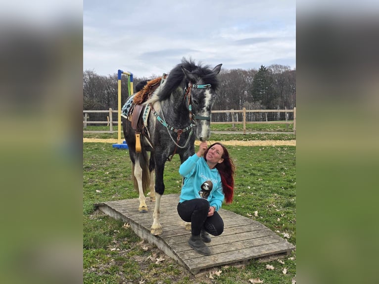 Pintos Gelding 4 years 15.1 hh Pinto in Linkenbach