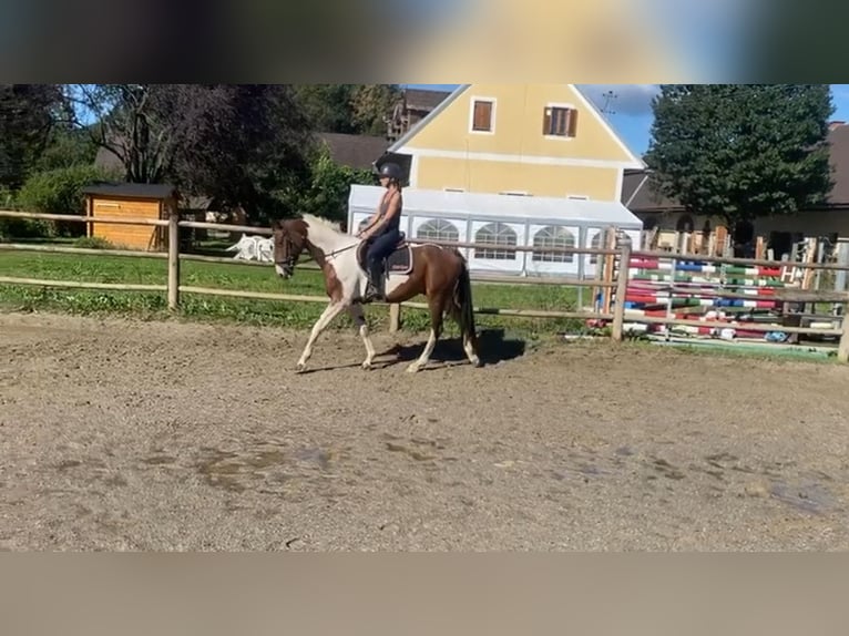 Pintos Gelding 4 years 15,2 hh Pinto in Trag