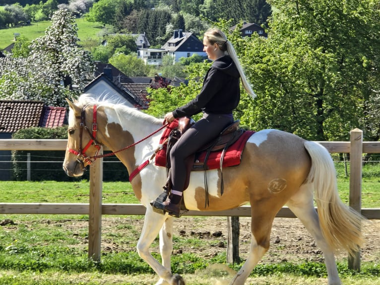 Pintos Gelding 4 years 15.2 hh Pinto in Linkenbach