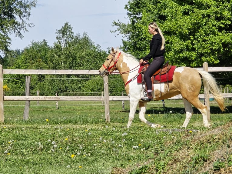 Pintos Gelding 4 years 15.2 hh Pinto in Linkenbach