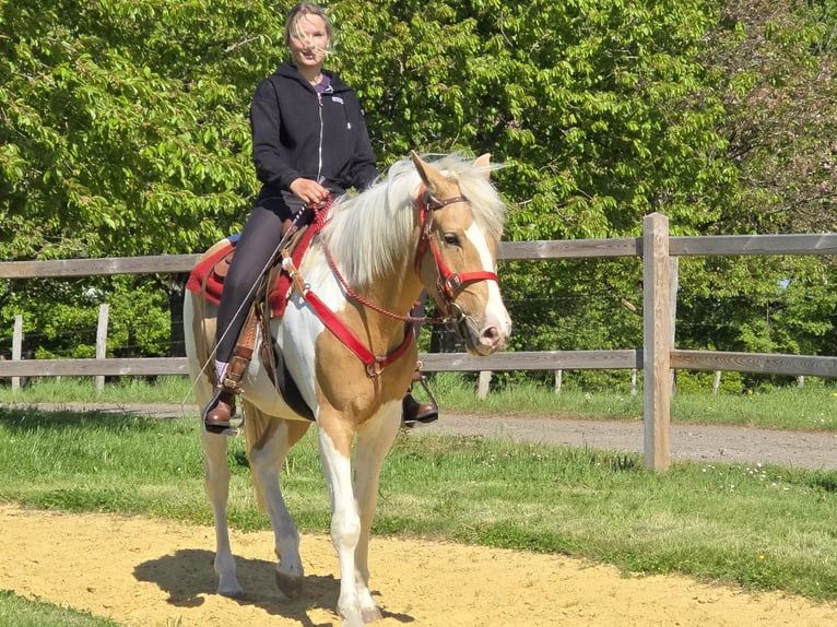 Pintos Gelding 4 years 15.2 hh Pinto in Linkenbach
