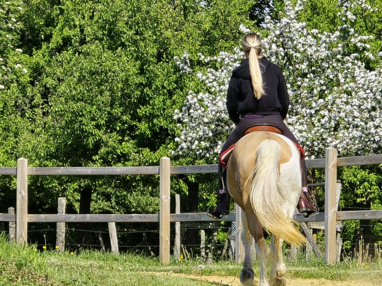Pintos Gelding 4 years 15.2 hh Pinto in Linkenbach