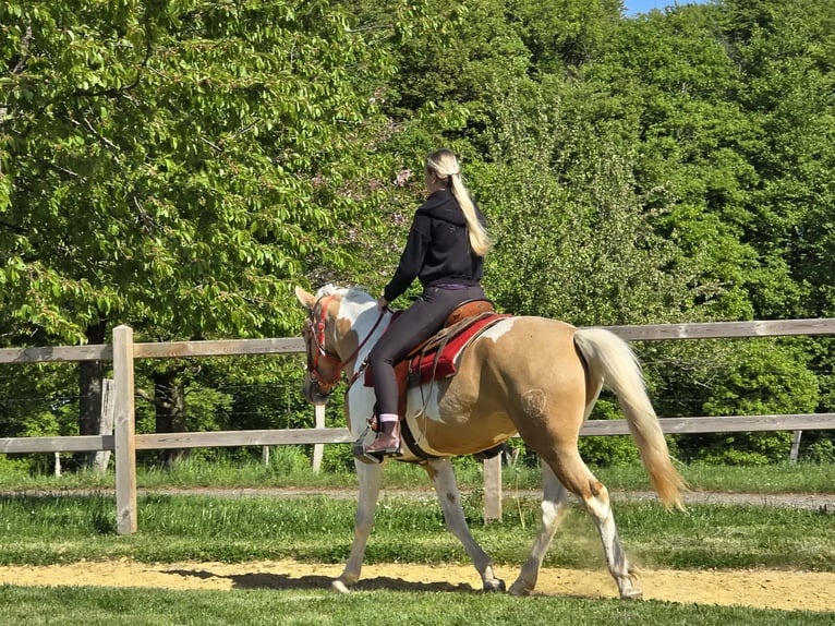 Pintos Gelding 4 years 15.2 hh Pinto in Linkenbach