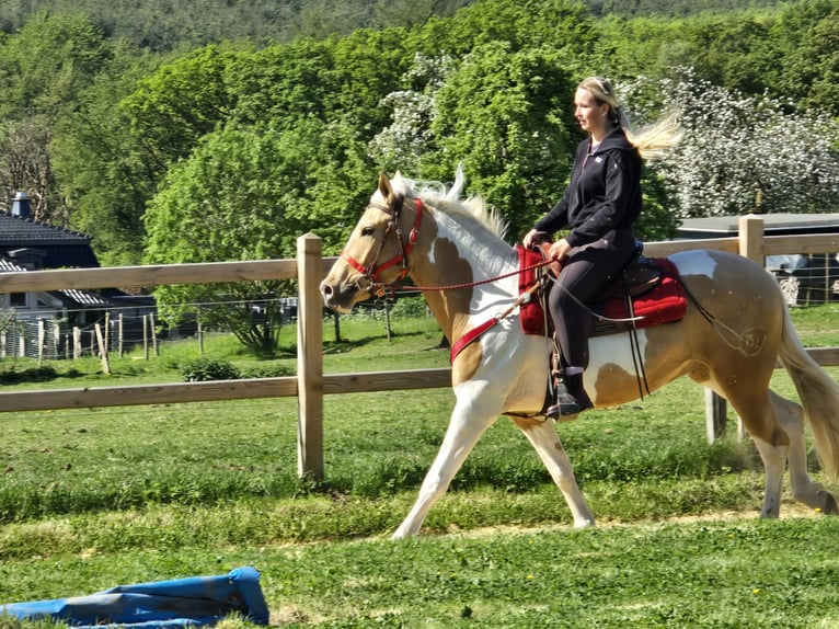 Pintos Gelding 4 years 15.2 hh Pinto in Linkenbach