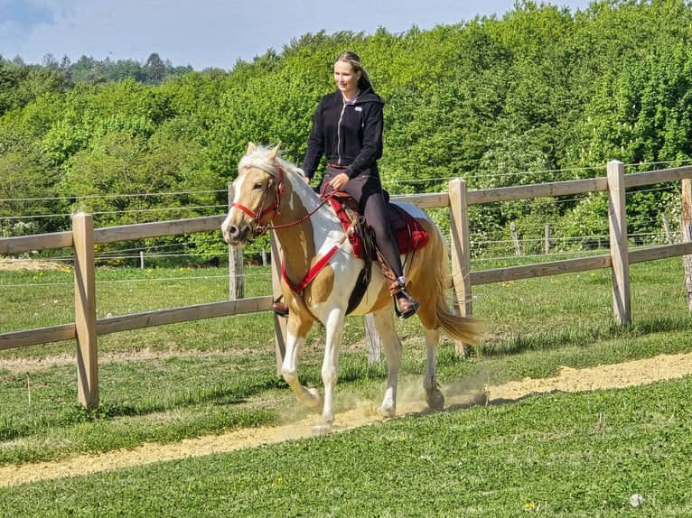 Pintos Gelding 4 years 15.2 hh Pinto in Linkenbach