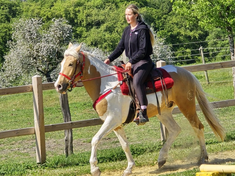 Pintos Gelding 4 years 15.2 hh Pinto in Linkenbach