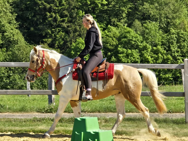 Pintos Gelding 4 years 15.2 hh Pinto in Linkenbach