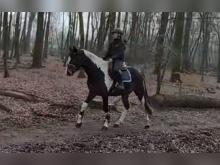 Pintos Gelding 4 years 15,3 hh Pinto in Braunschweig