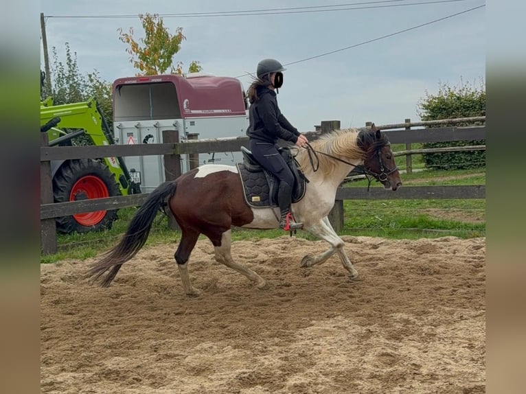 Pintos Gelding 4 years 15 hh Pinto in Daleiden