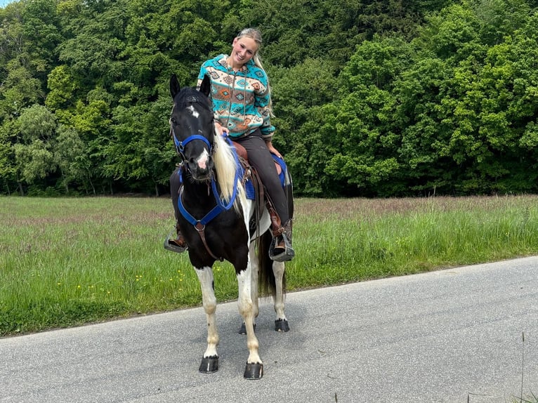 Pintos Gelding 4 years 15 hh Pinto in Linkenbach
