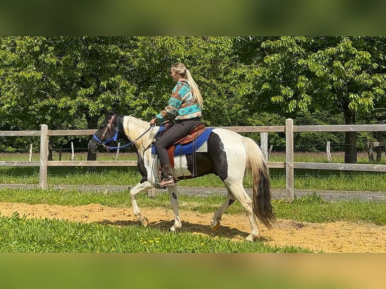 Pintos Gelding 4 years 15 hh Pinto in Linkenbach