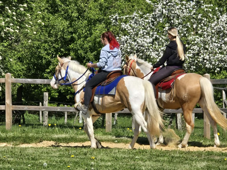 Pintos Gelding 4 years 15 hh Pinto in Linkenbach