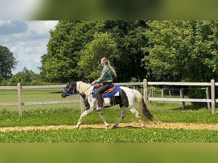 Pintos Gelding 4 years 15 hh Pinto in Linkenbach
