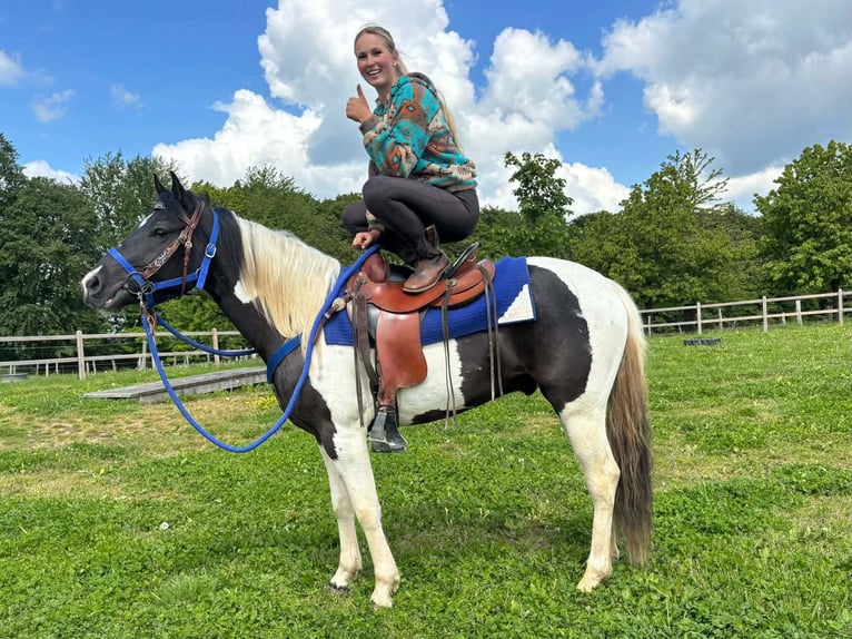 Pintos Gelding 4 years 15 hh Pinto in Linkenbach