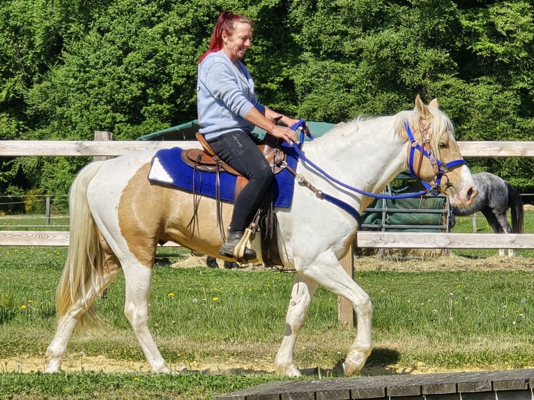 Pintos Gelding 4 years 15 hh Pinto in Linkenbach