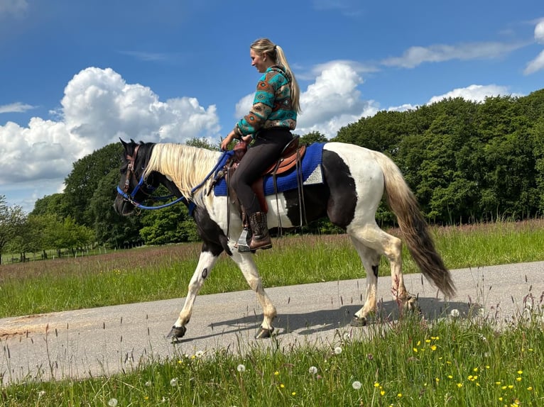 Pintos Gelding 4 years 15 hh Pinto in Linkenbach