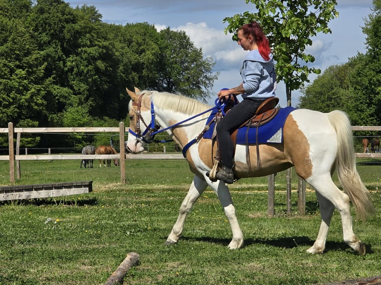 Pintos Gelding 4 years 15 hh Pinto in Linkenbach
