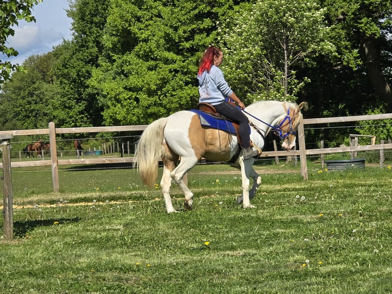 Pintos Gelding 4 years 15 hh Pinto in Linkenbach