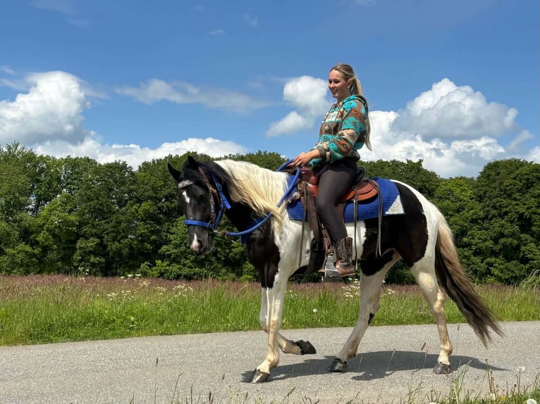 Pintos Gelding 4 years 15 hh Pinto in Linkenbach