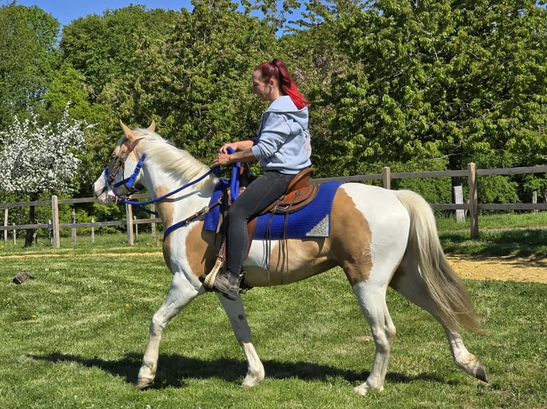 Pintos Gelding 4 years 15 hh Pinto in Linkenbach