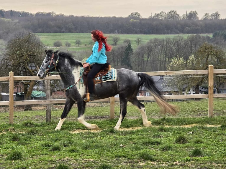 Pintos Gelding 4 years 15,1 hh Pinto in Linkenbach