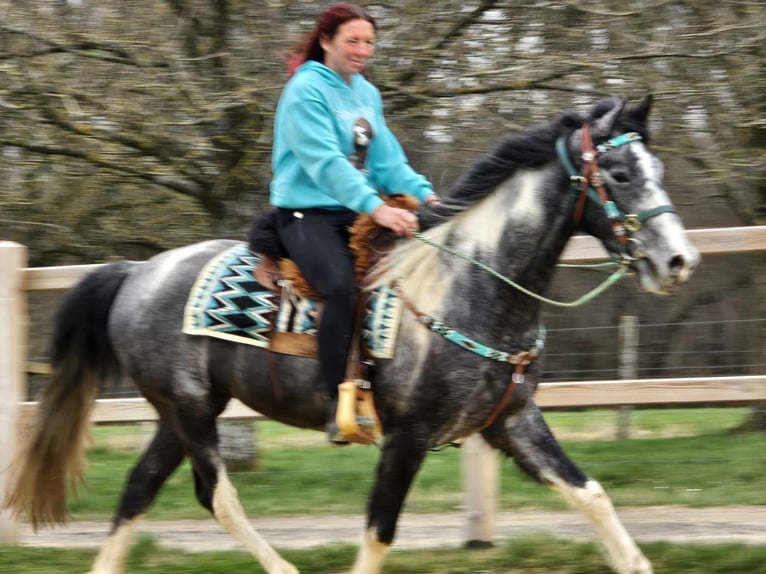 Pintos Gelding 4 years 15,1 hh Pinto in Linkenbach