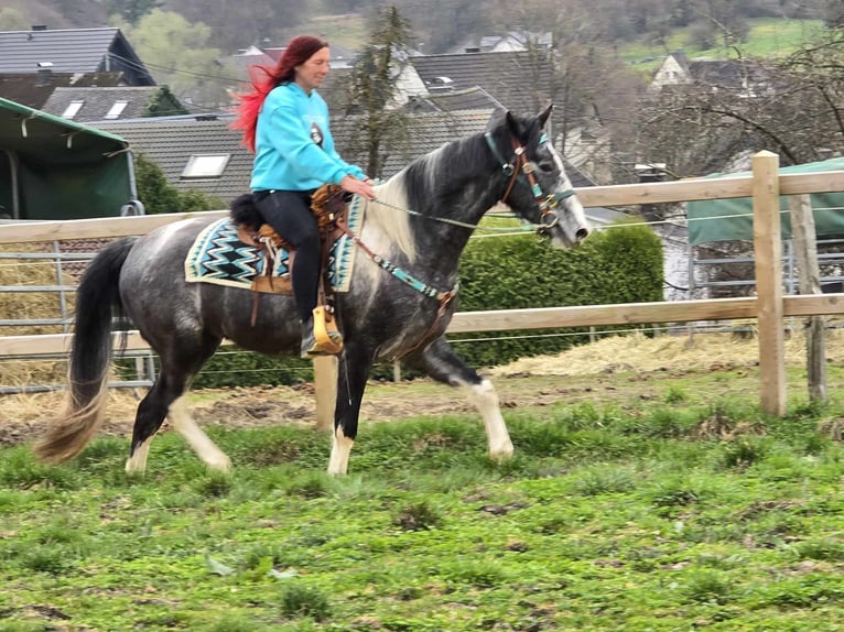 Pintos Gelding 4 years 15,1 hh Pinto in Linkenbach