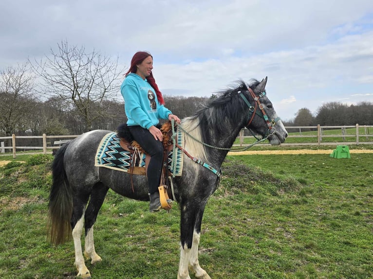 Pintos Gelding 4 years 15,1 hh Pinto in Linkenbach