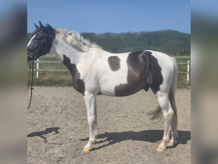 Pintos Gelding 4 years 16,1 hh Pinto in Ellrich
