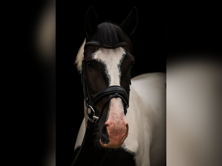 Pintos Gelding 4 years 16,1 hh Pinto in Ellrich