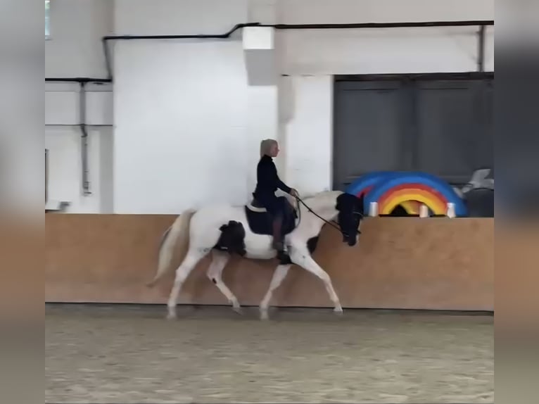Pintos Gelding 4 years 16,1 hh Pinto in Ellrich