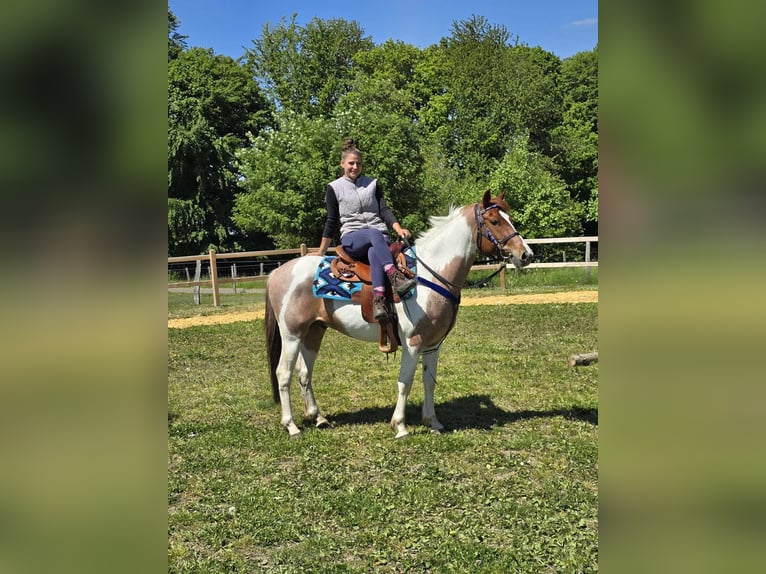 Pintos Gelding 5 years 14 hh Pinto in Linkenbach